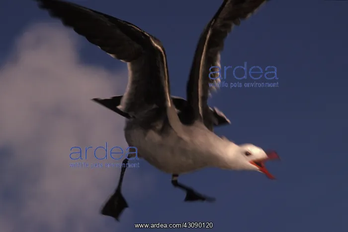 : Heermann's Gull in flight : Heermann's Gull in flight