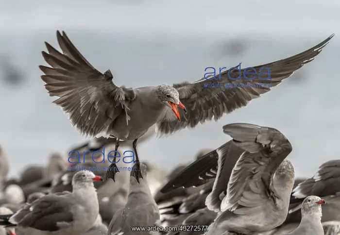 : Heermanns gull, Larus heermanni - part of large : Heermanns gull, Larus heermanni - part of large