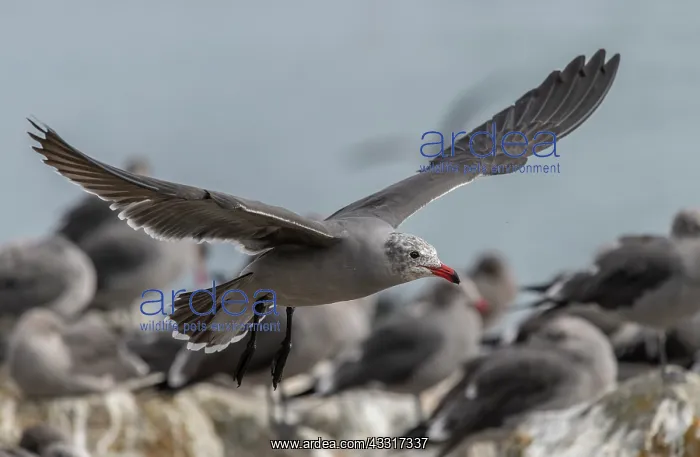 : Heermanns gull, Larus heermanni - part of large : Heermanns gull, Larus heermanni - part of large