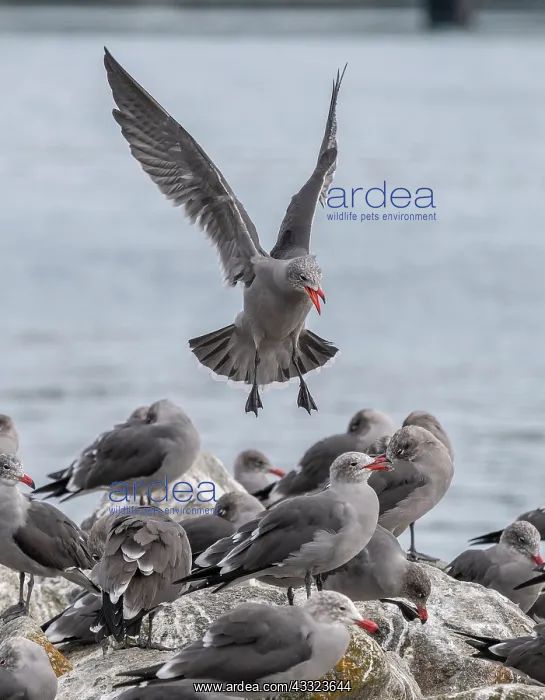 : Heermanns gull, Larus heermanni - part of large : Heermanns gull, Larus heermanni - part of large
