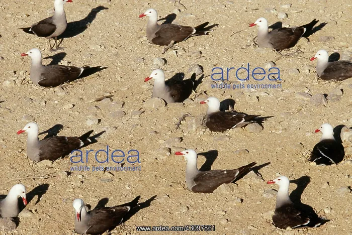 : Heermann's Gulls : Heermann's Gulls