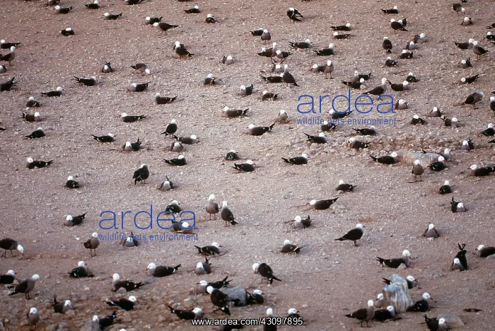 : Heermann's Gulls : Heermann's Gulls