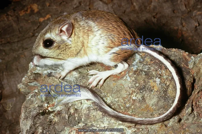 : Heermann's Kangaroo Rat : Heermann's Kangaroo Rat