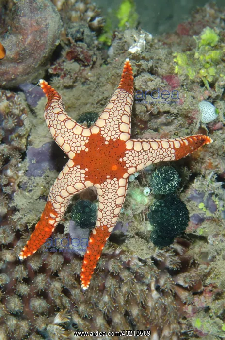 : Heffernans Sea Star (Fromia heffernani), Bio Rock : Heffernans Sea Star (Fromia heffernani), Bio Rock