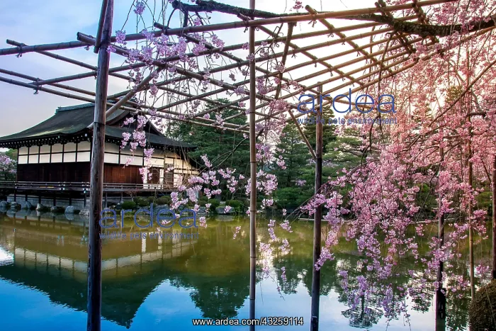 : Heian jingu temple under cherry trees Sakura at : Heian jingu temple under cherry trees Sakura at