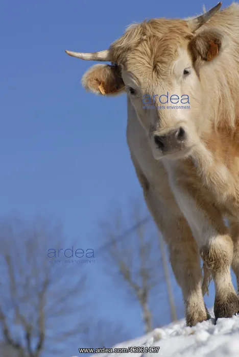: Heifer 2 years Aubrac Charolais cross in the snow : Heifer 2 years Aubrac Charolais cross in the snow