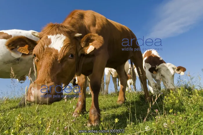 : Heifer curious in meadow Haute Savoie France : Heifer curious in meadow Haute Savoie France