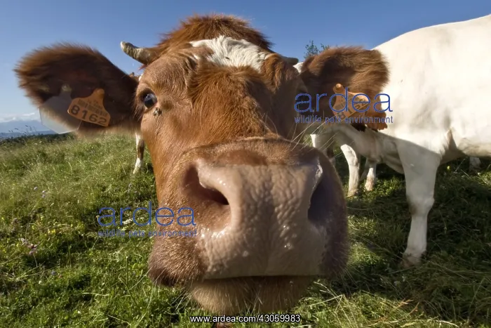 : Heifer curious in meadow Haute Savoie France : Heifer curious in meadow Haute Savoie France
