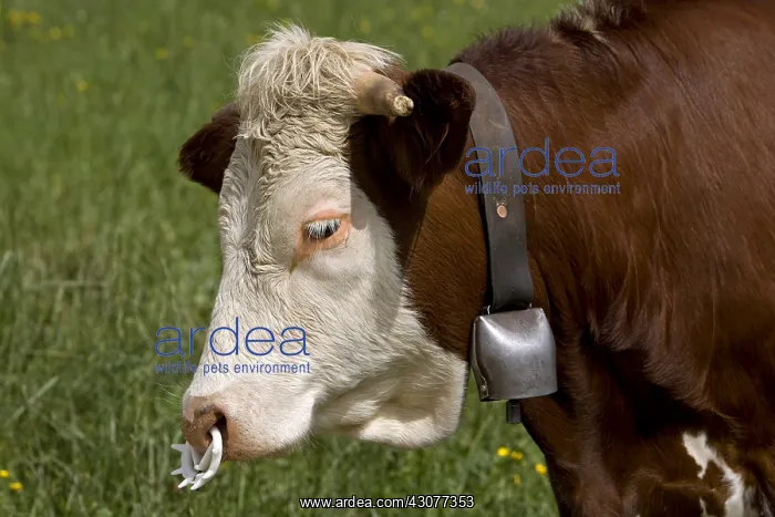 : Heifer with nose weaning ring Vercors France : Heifer with nose weaning ring Vercors France