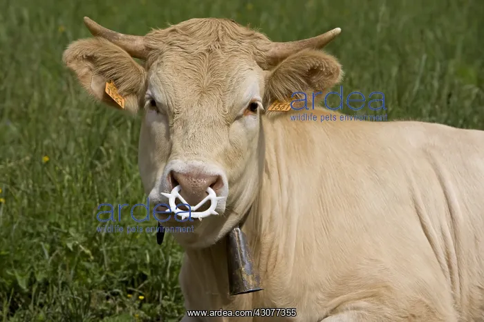  : Heifer with nose weaning ring Vercors France