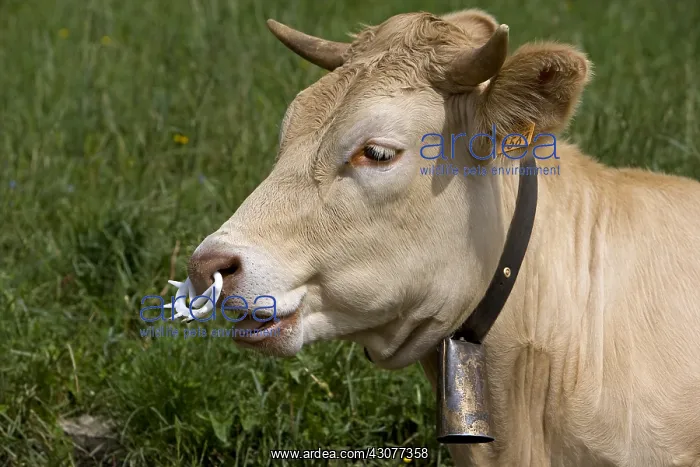 : Heifer with nose weaning ring Vercors France : Heifer with nose weaning ring Vercors France