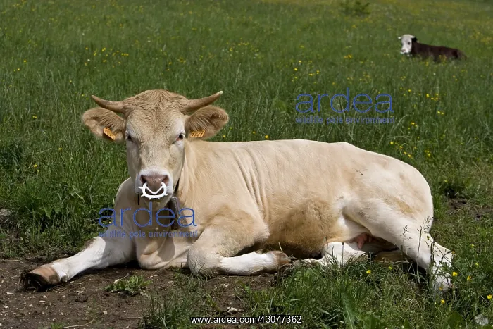 : Heifer with nose weaning ring Vercors France : Heifer with nose weaning ring Vercors France