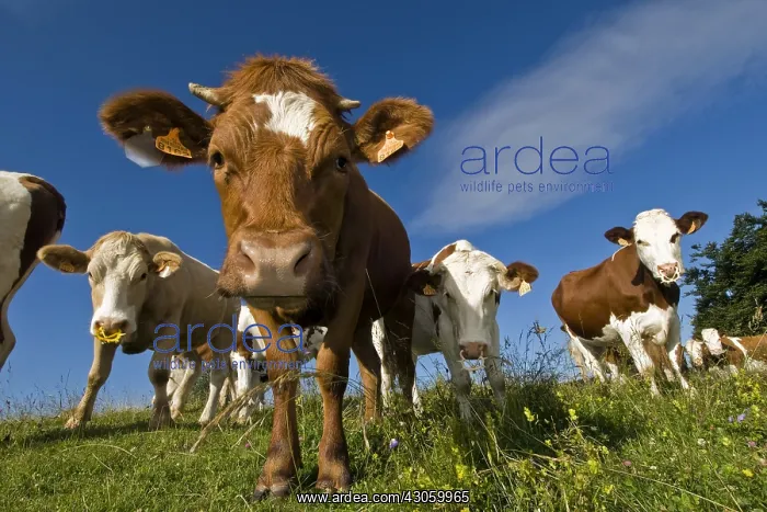 : Heifers curious in meadow Haute Savoie France : Heifers curious in meadow Haute Savoie France