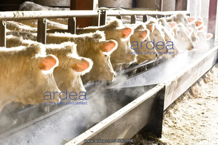 : Heifers eating in a stalling in winter France : Heifers eating in a stalling in winter France