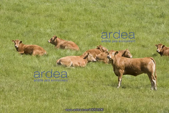 : Heifers Limousine in meadow at spring : Heifers Limousine in meadow at spring