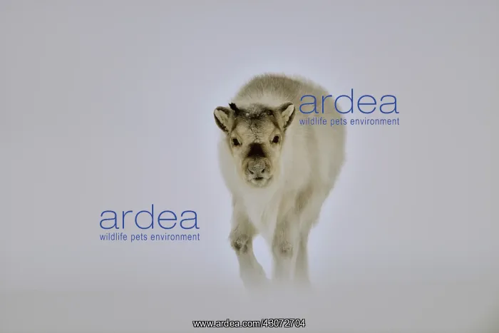: on the heights of the Agardbukta : on the heights of the Agardbukta
