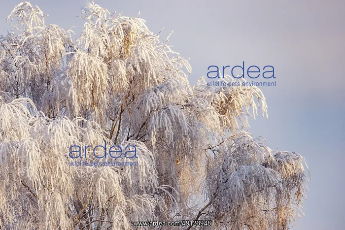 : Heiligenstein, frosted birches : Heiligenstein, frosted birches