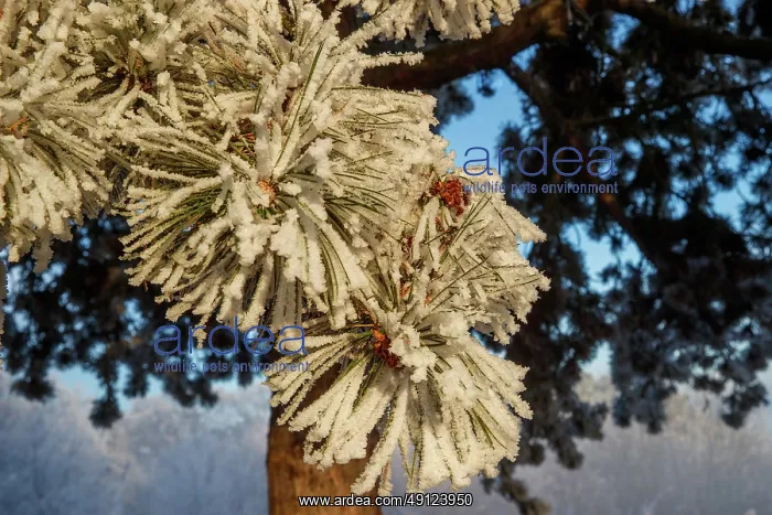 : Heiligenstein, frosted trees : Heiligenstein, frosted trees