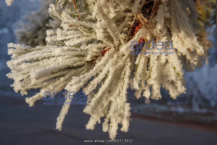: Heiligenstein, frosted trees : Heiligenstein, frosted trees