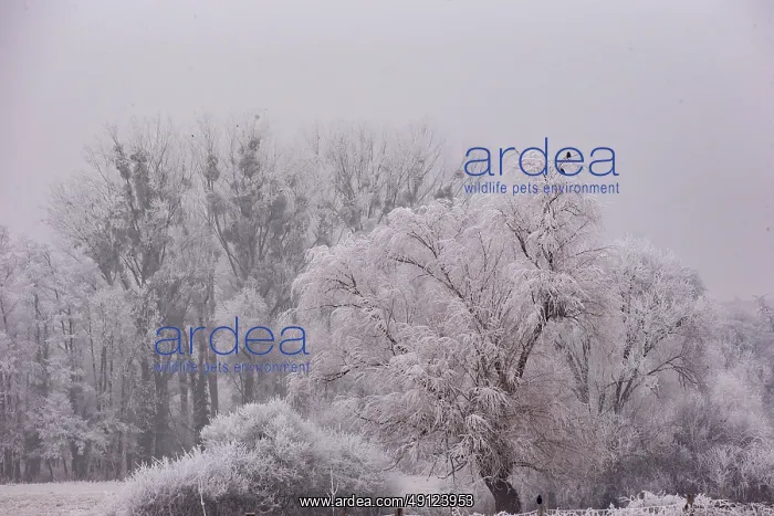 : Heiligenstein, frosted trees : Heiligenstein, frosted trees