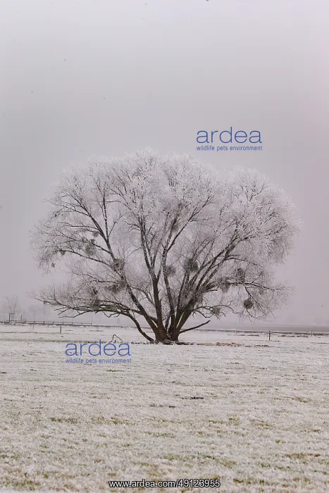 : Heiligenstein, frosted trees : Heiligenstein, frosted trees