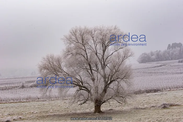 : Heiligenstein, frosted trees : Heiligenstein, frosted trees