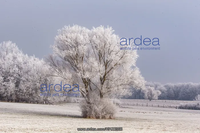 : Heiligenstein, frosted trees : Heiligenstein, frosted trees