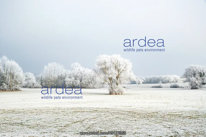 : Heiligenstein, frosted trees : Heiligenstein, frosted trees