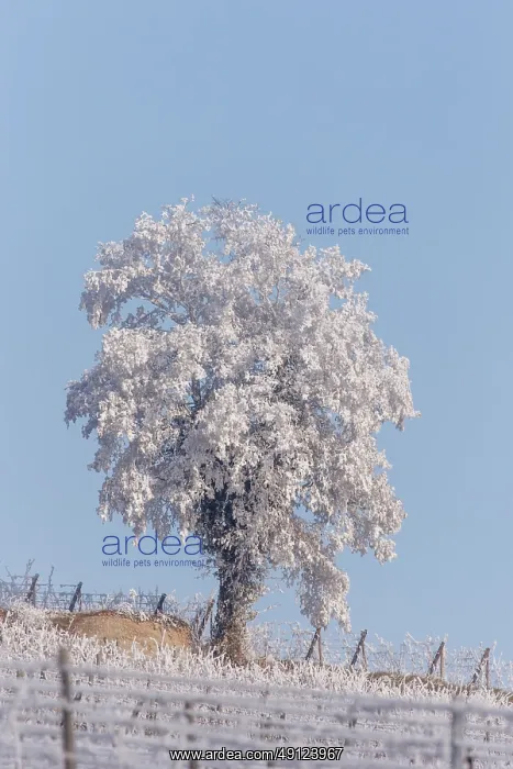 : Heiligenstein, frosted trees : Heiligenstein, frosted trees