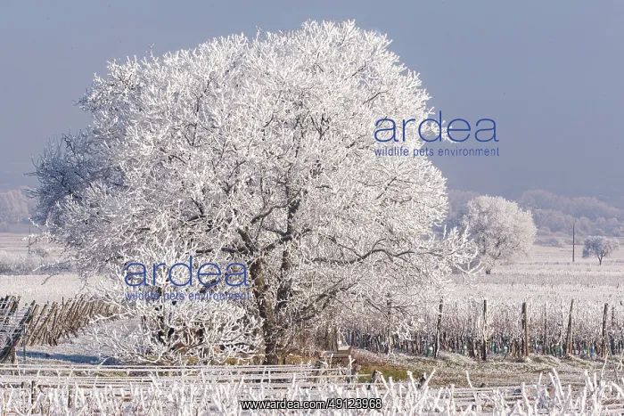 : Heiligenstein, frosted trees : Heiligenstein, frosted trees