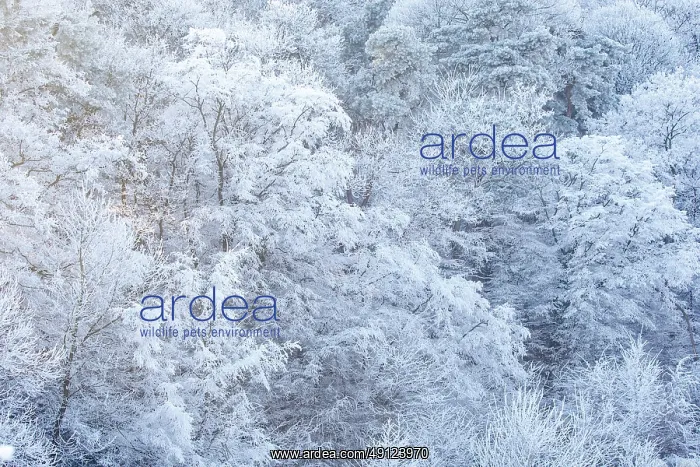 : Heiligenstein, frosted trees : Heiligenstein, frosted trees