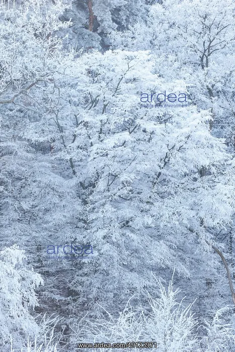 : Heiligenstein, frosted trees : Heiligenstein, frosted trees