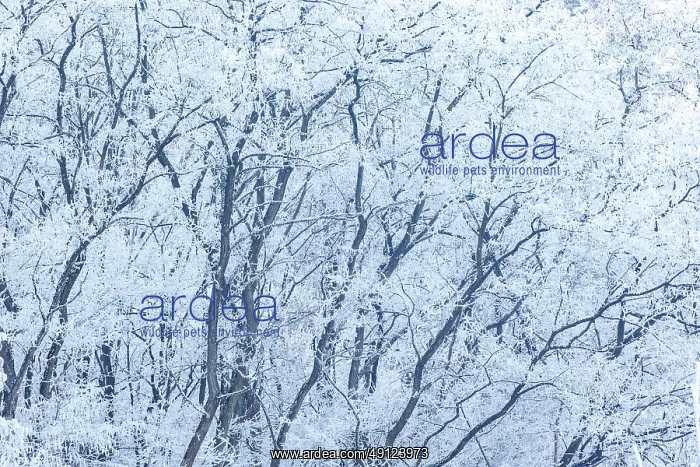 : Heiligenstein, frosted trees : Heiligenstein, frosted trees