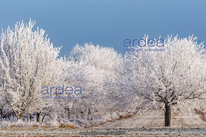 : Heiligenstein, frosted trees : Heiligenstein, frosted trees