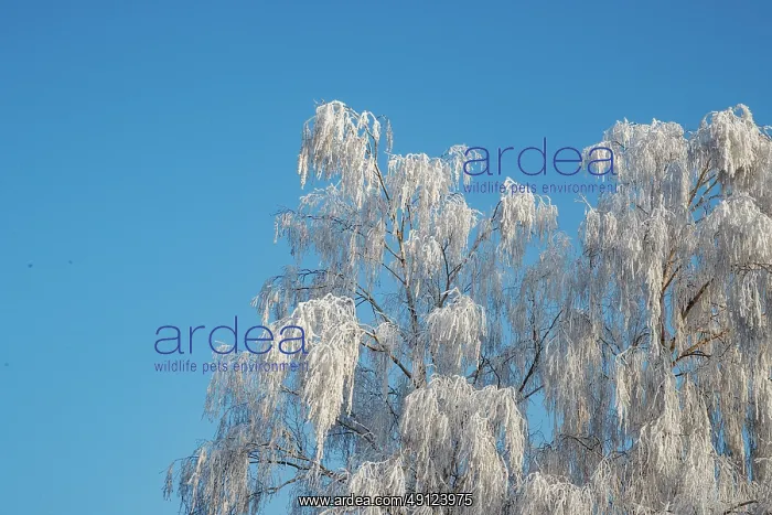 : Heiligenstein, frosted trees : Heiligenstein, frosted trees