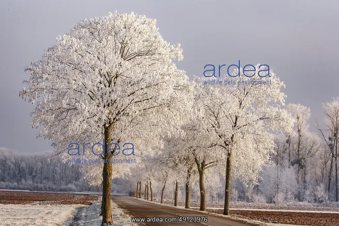 : Heiligenstein, frosted trees : Heiligenstein, frosted trees