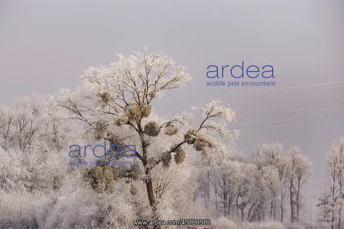 : Heiligenstein, frosted trees : Heiligenstein, frosted trees