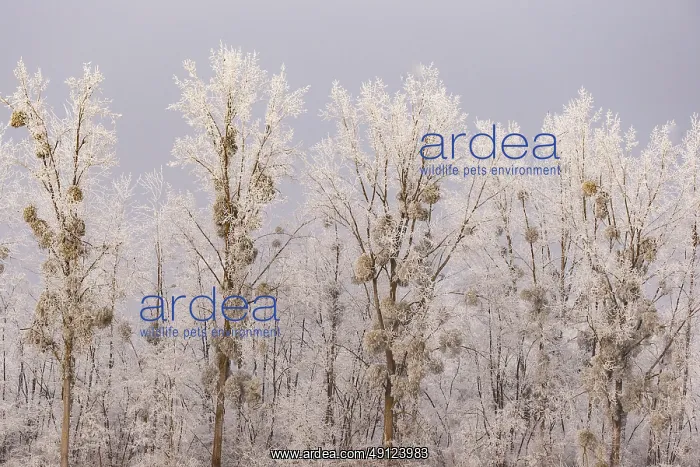 : Heiligenstein, frosted trees : Heiligenstein, frosted trees