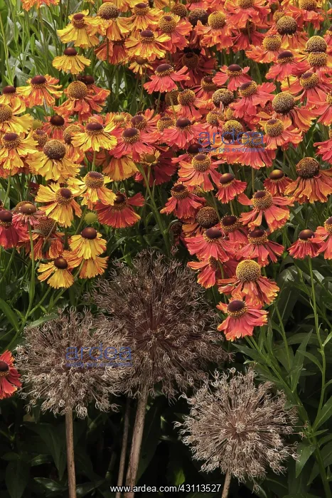 : Helen ns flower, Sneezeweed, Helenium Moerheim : Helen ns flower, Sneezeweed, Helenium Moerheim