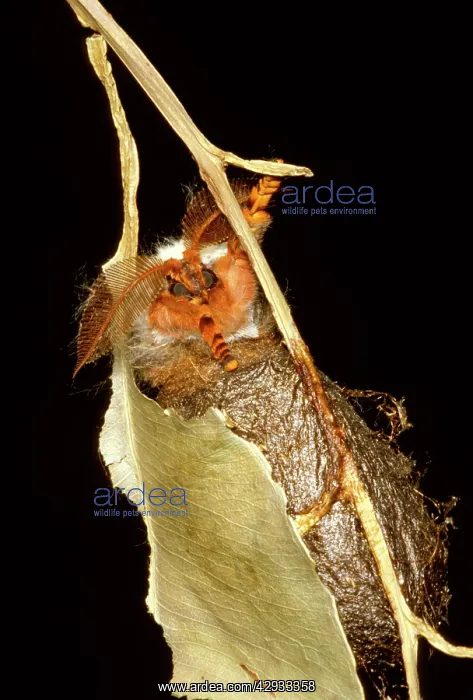 : Helena moth - emerging from a hole scratched in : Helena moth - emerging from a hole scratched in