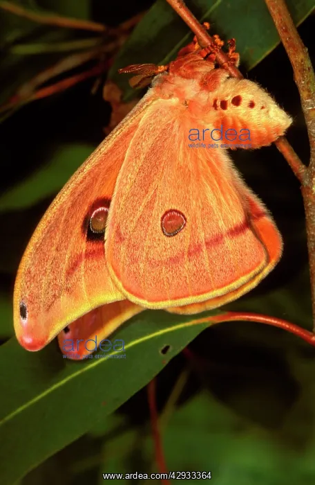 : Helena moth - female : Helena moth - female