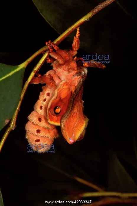 : Helena moth - female unfolding wings after emerging : Helena moth - female unfolding wings after emerging