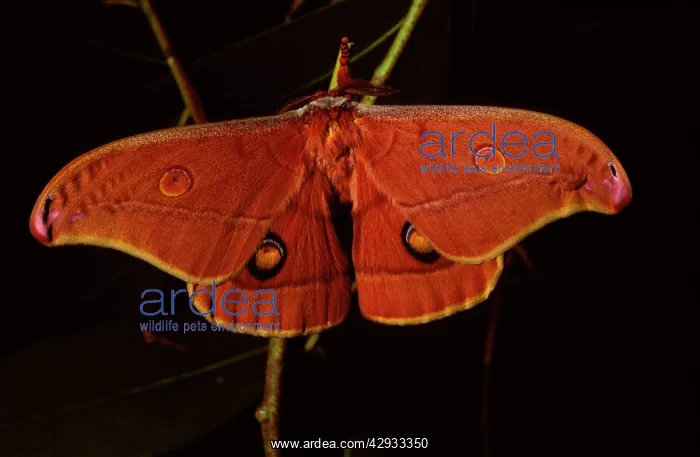 : Helena moth - female, top view : Helena moth - female, top view