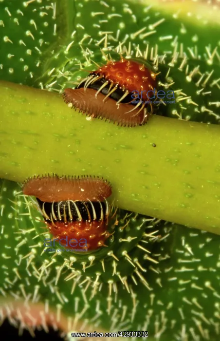 : Helena moth larva - abdominal legs, with hooks : Helena moth larva - abdominal legs, with hooks
