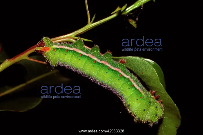 : Helena moth - mature larva : Helena moth - mature larva