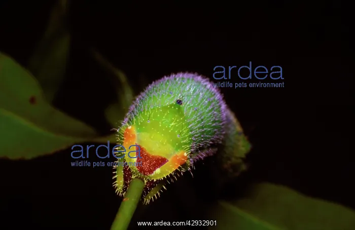 : Helena moth - rear end and 'claspersI of a larva : Helena moth - rear end and 'claspersI of a larva