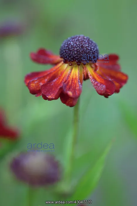 : Helenium Rubinzwerg : Helenium Rubinzwerg