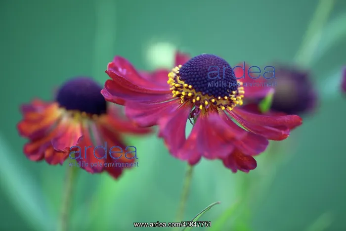  : Helenium Rubinzwerg. Two flowers with dark red petals surrounding brown centre