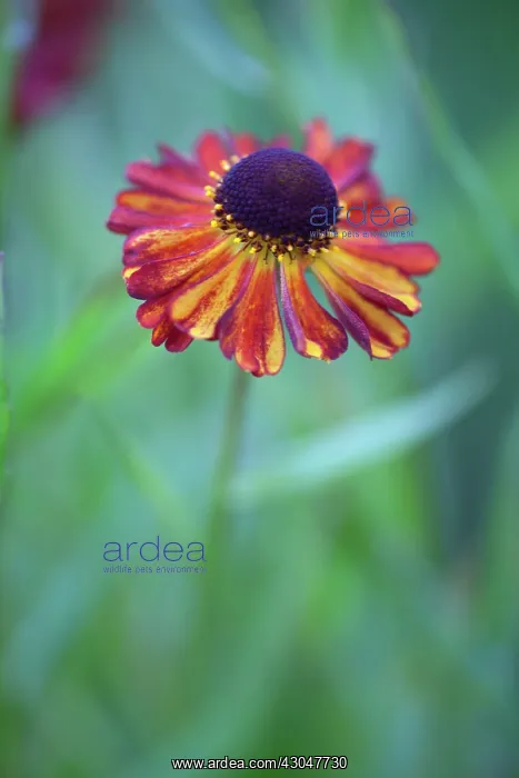 : Helenium Rubinzwerg. Single flower with dark red petals streaked with yellow surrounding brown centre : Helenium Rubinzwerg. Single flower with dark red petals streaked with yellow surrounding brown centre