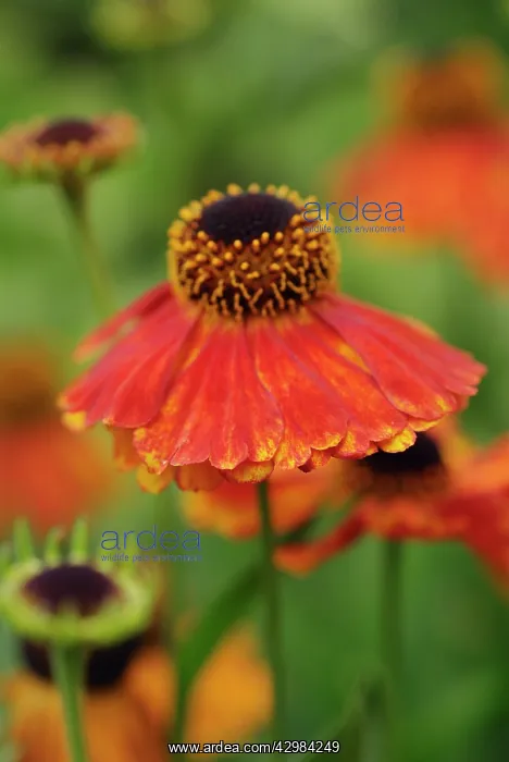 : Helen's flower : Helen's flower